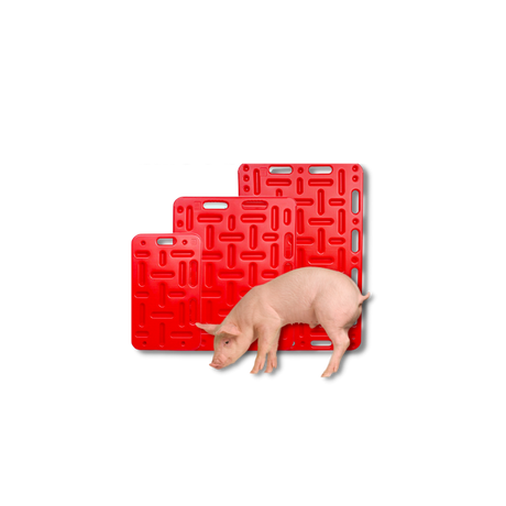 Schweinebändigung & Beschäftigung